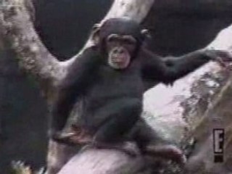 Monkey