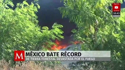 México rompe récord de incendios forestales en 2024; cambio climático enciende alarmas
