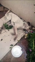 Internauta denuncia onda de envenenamento de cães de rua em Vista Serrana-PB