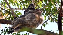 Thermal drone surveys reveal significant koala colony in NSW, sparking efforts to protect endangered species