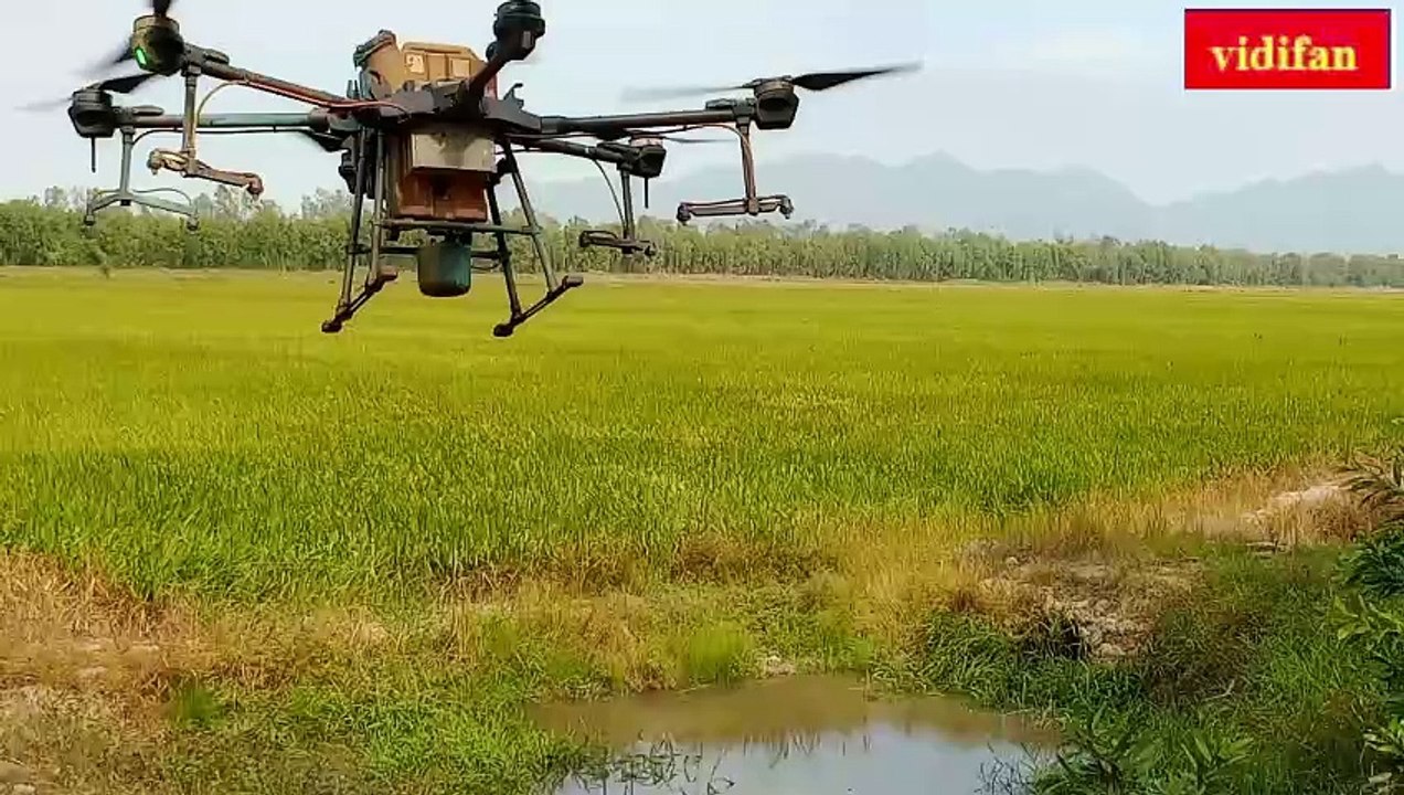 drone spraying pesticides for rice