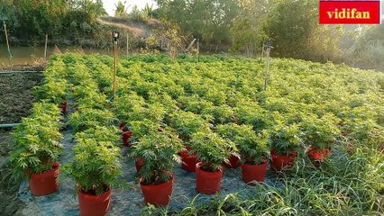 grow flowers for Tet holiday