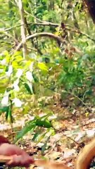 She created Tiger trap cage in jungle