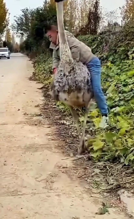 Entertainment#Videos funny