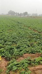 मावठ से किसानों के चेहरे खिले, शीतलहर से बड़ी ठिठुरन, लोगों का जनजीवन बेहाल, जिले में 19 एमएम हुई बारिश