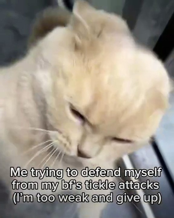 🌍🐾 Welcome to #CatsOfTheWorld – the purr-fect destination for cat lovers