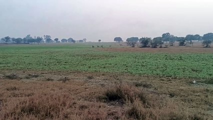 नीलगायों से परेशान हैं किसान , इन नीलगायों की वजह से खेती छोड़ने को मजबूर हैं किसान, इनसे बचने का किसानों नहीं मिल रहा विकल्प।