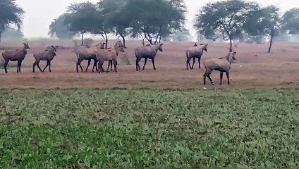 नीलगायों से परेशान हैं किसान , इन नीलगायों की वजह से खेती छोड़ने को मजबूर हैं किसान, इनसे बचने का किसानों नहीं मिल रहा विकल्प।