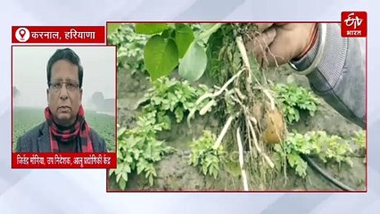 आलू के खेती पर ठंड और बारिश का इफेक्ट, बचाव चाहिए तो अपनाएं ये खास टिप्स