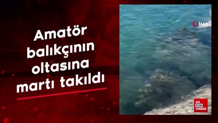 Hatay'da amatör balıkçının oltasına martı takıldı