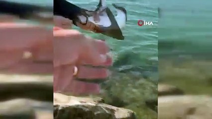 Amatör balıkçının oltasına takılan canlı şaşırttı! O anlar kamerada