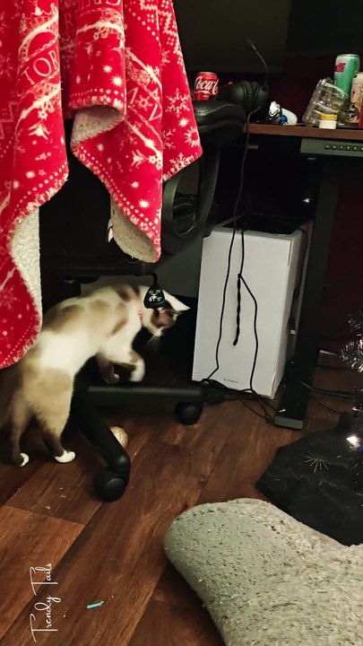 This kitten will be the death of me