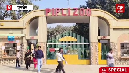 हरियाणा में प्रचंड ठंड के बीच बदला जानवरों का डाइट चार्ट, जानिए पिपली चिड़ियाघर को कैसे रखा जा रहा गर्म