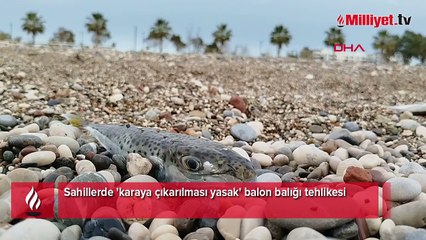 Sahillerde 'karaya çıkarılması yasak' balon balığı tehlikesi