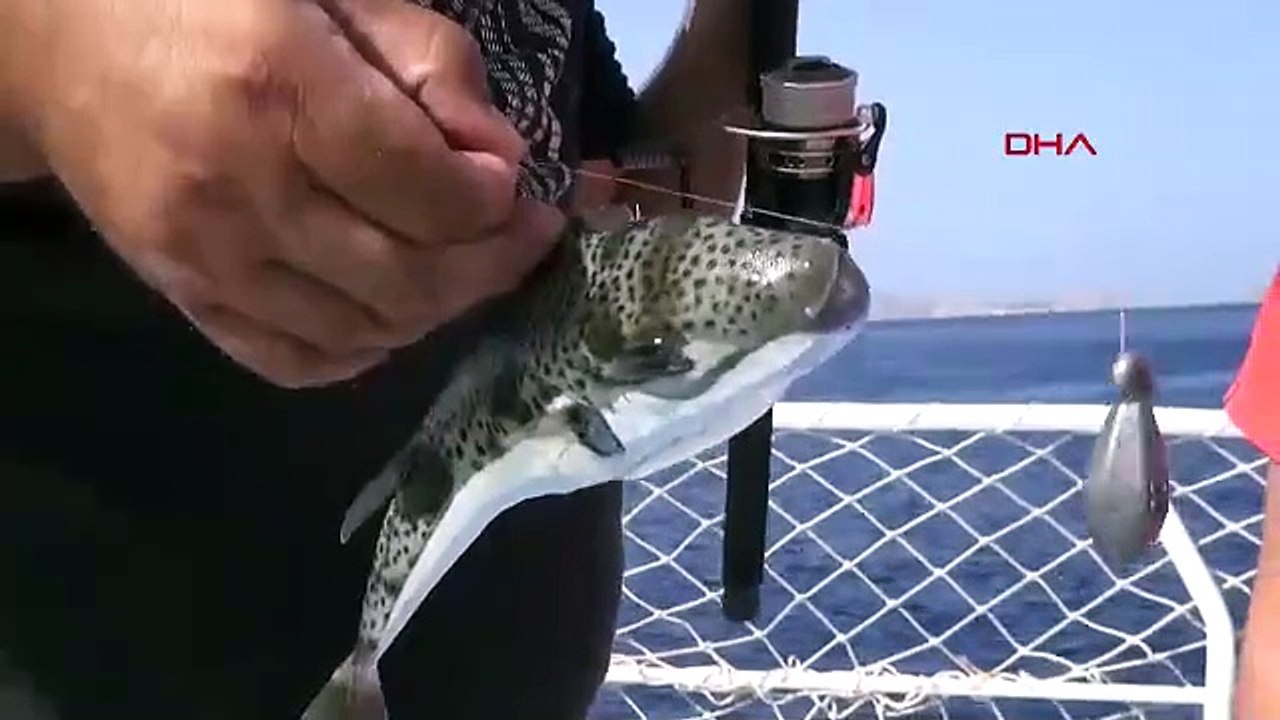 ANTALYA - Sahillerde 'karaya çıkarılması yasak' balon balığı tehlikesi