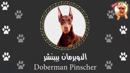 الدوبرمان | كلاب لا يستهان بها
