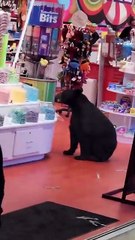 Şekerleme Dükkanında Karnını Bir Güzel Doyurdu