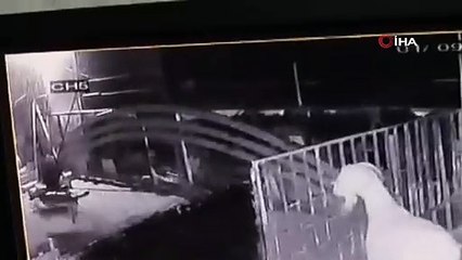 Tavuğunu kapan tilkiye söylediği sözler gündem oldu!