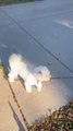 Little Dog Gets Curious About Spooky Halloween Decoration in Neighborhood