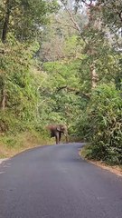 അതിരപ്പിള്ളിയിൽ കൊമ്പൻ കബാലി കാർ ആക്രമിച്ചു.