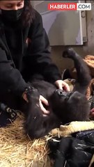 Yavru gorilin ismi "Zeytin" oldu