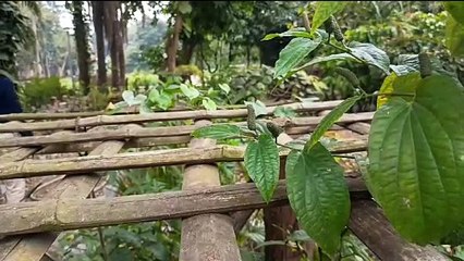কিউআর কোড জানিয়ে দেবে গাছের তথ্য! অভিনব ব্যবস্থা হাওড়ার বি-গার্ডেনে।