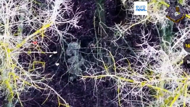 Ukraine : la capture de soldats nord-coréens, une preuve indiscutable de l'implication de Pyongyang dans la guerre