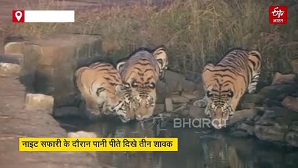 पन्ना टाइगर रिजर्व से रात्रि सफारी का रोमांचित करने वाला वीडियो वायरल हुआ है जिसमें तीन बाघ पानी पीते हुए दिख रहे हैं