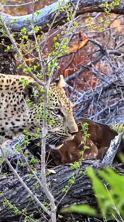 Collection Of The Best Leopard Hunts Caught On Camera 🐆vs🦌