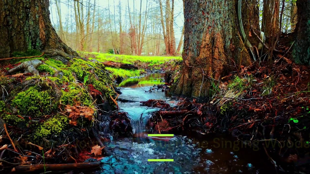 Whispers of the Forest