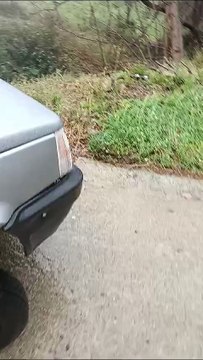 Maltempo in Calabria, vento e pioggia nel Cosentino: alberi caduti a Paola e Belvedere. Danni a Tortora e Praia