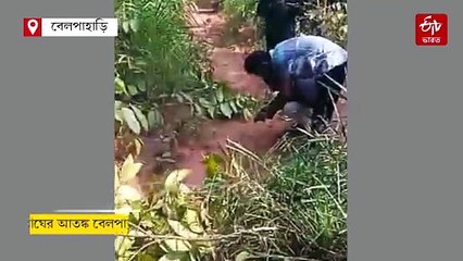 নতুন করে বাঘের আতঙ্ক বেলপাহাড়িতে, মিলল পায়ের ছাপ