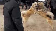 Fierce Showdown: An Unforgettable Dog Fight in a Violent Battle!