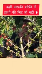 Is Coffee Made From Elephant dugs