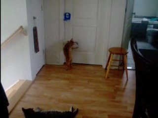 Mooky joue avec sa souris