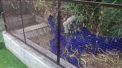 पूर्व भाजपा विधायक के यहां से रेस्क्यू किए मगरमच्छ