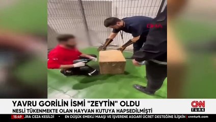 İstanbul Havalimanı'nda bulunan yavru gorilin ismi belli oldu