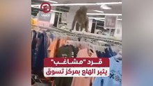 قرد مشاغب يثير الهلع بمركز تسوق