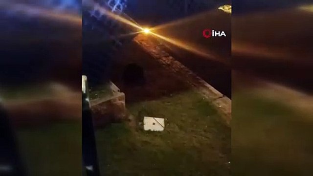 Porsuk Çayı'nın küçük misafiri görenleri tedirgin etti