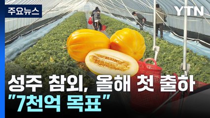 달콤한 성주 참외, 올해 첫 출하..."7천억 목표" / YTN