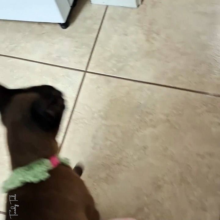 Crocheted Cat Collar