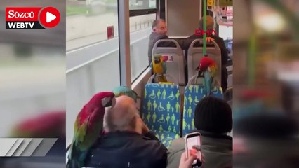 İETT otobüsüne 4 papağanla binen kişinin yolculuğu kamerada
