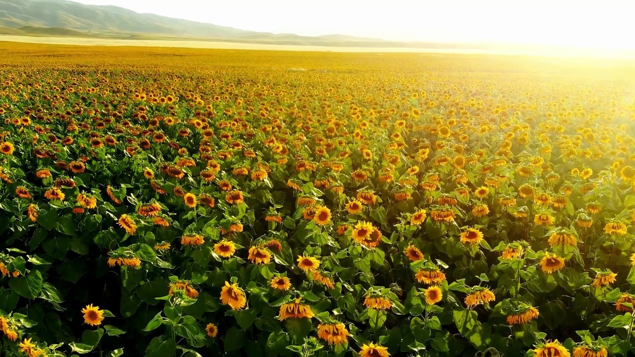 4K Video Flowers field petals free stock video. Free for use & download.