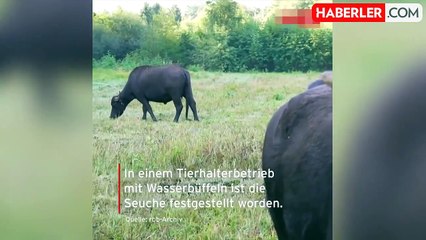 Almanya'da 35 yıl sonra şap vakası görüldü