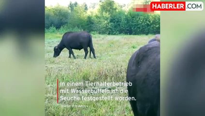 Almanya'da 35 yıl sonra şap vakası görüldü