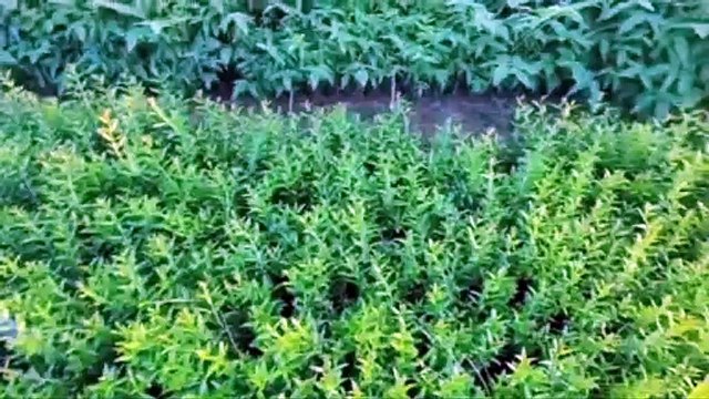 नागौर जिले में अमरूद, इमली के साथ जिले में अब नजर आएगी जामुन