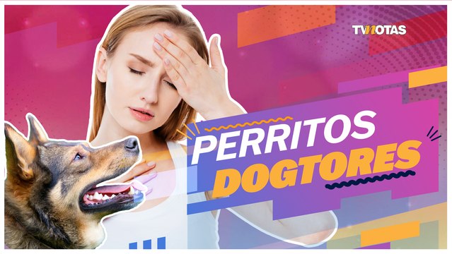 D Peludos: El olfato de los perros pueden detectar enfermedades en los humanos