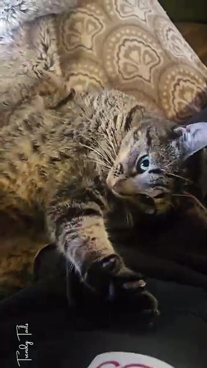 Anybody else have a cat that fake-coughs for attention
