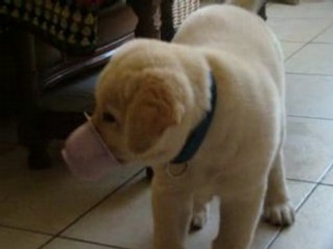 labrador et son pot de yaourt