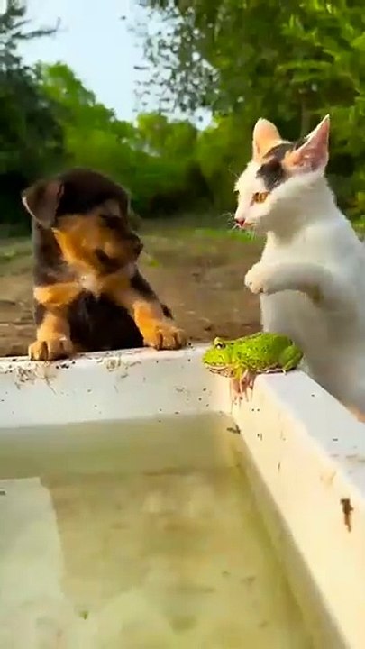 MOMEN FUNNY ANIMALS